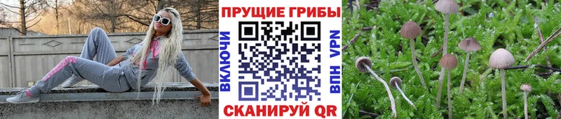 хочу наркоту  Осташков  Галлюциногенные грибы Psilocybine cubensis 
